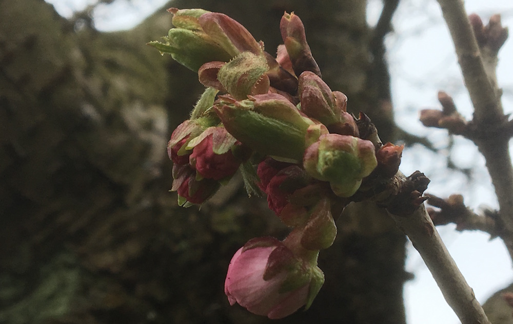 pink blossom buds partly opening