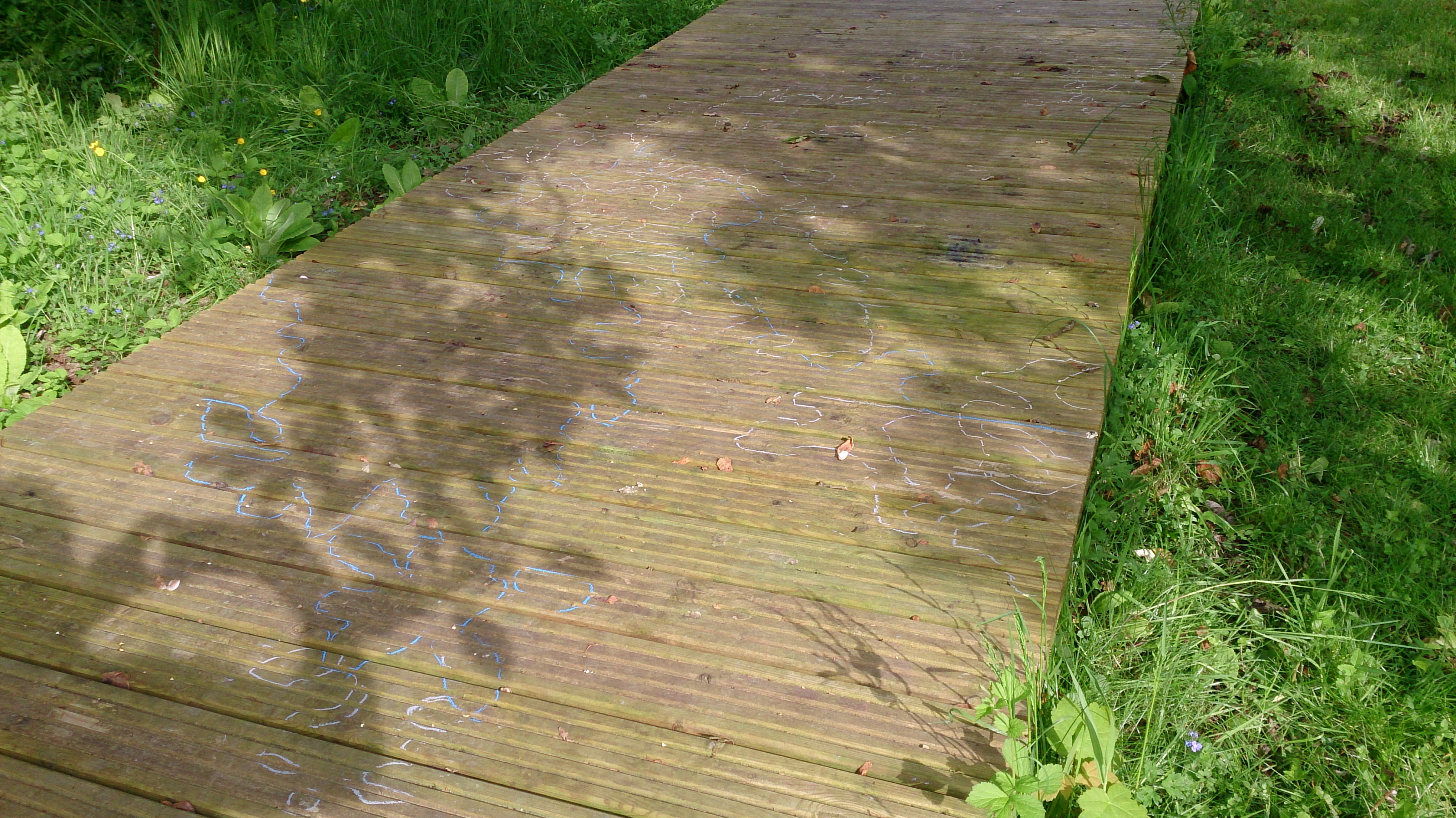 chalk markings on decking in white, grey and blue around the shadows of leaves from a Magnolia tree, framed by green grass
