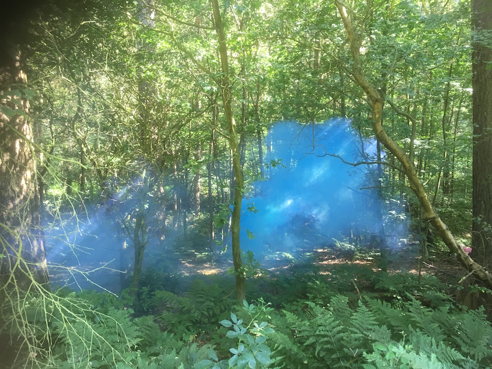 blue clouds of smoke low in the trees dappled with sunlight