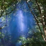 a shaft of blue smoke between the trees with shafts of sunlight within the smoke